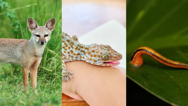 শিয়াল, তক্ষক, জোঁক