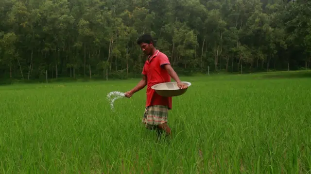 একজন কৃষক একটি গামলা থেকে সবুজ ফসলের ক্ষেতে সার ছিটাচ্ছেন